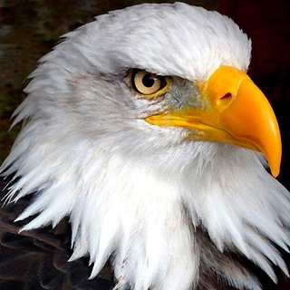 Логотип @slovoopolku - Птицефабрика Екатеринбург