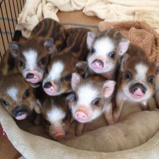 Логотип @sludge_knight_chat - Sludge_knight chat v2.0