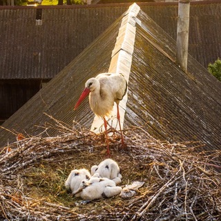 Логотип @slutsk_speak - Слуцк говорит