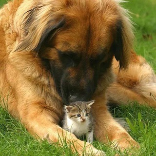 Логотип @smallerfriends - Друзья меньшие | Екатеринбург