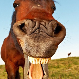 Логотип @smeh3000 - Анекдотошная