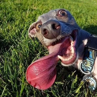 Логотип @smehno_humor - Юмор отборный