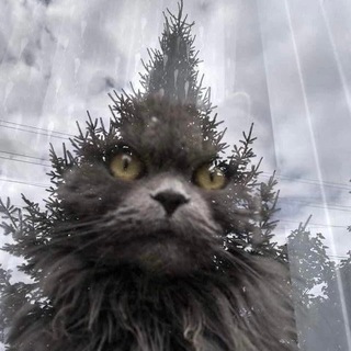 Логотип @smehotvornoe - Смехотвороное