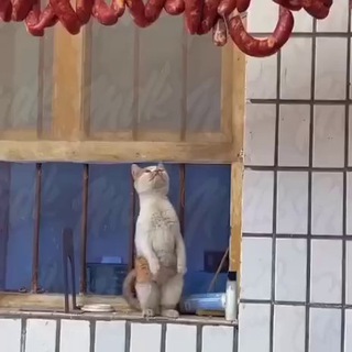 Логотип @smehueckii - Смех и Юмор!!!!!