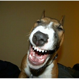 Логотип @smehzhest - Смех и грех (+18)