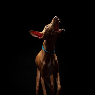 Логотип @smeshnayasobachka - Смешная собачка