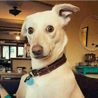 Логотип @smeshnie_zhivotniee_yumor - Смешные животные Юмор