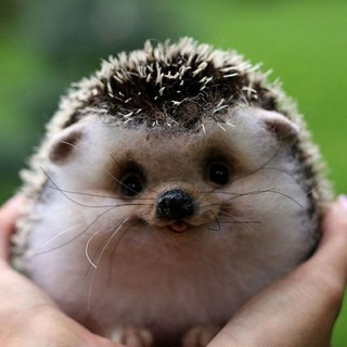 Логотип @smeshulya_channel - Смешуля