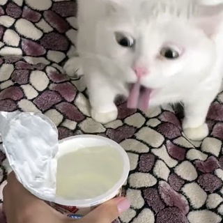 Логотип @smetankaforkotik - Котику сметанка 🖼