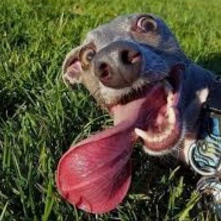 Логотип @smexradostvesele - XA-XA-XA