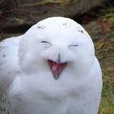 Логотип @smifail - СМИшно