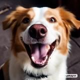 Собака Улыбака 🐾