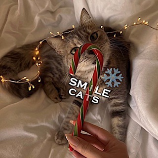 Логотип @smilee_cats - smile cats🐱