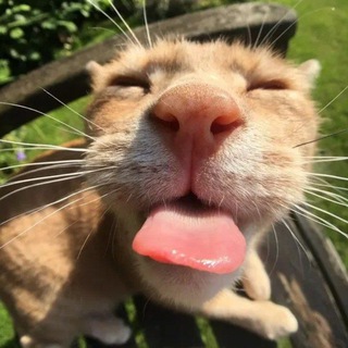 Логотип @smilevidosiki - Смешные Видосики