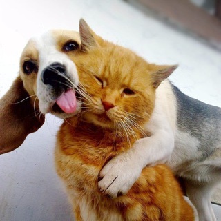 Логотип @smilota - Смайлота