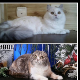 Логотип @smit_cats - Cattery Sckotish and Highland fold and strait, Mainecoon SMIT CATS