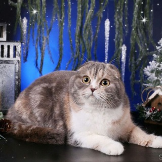 Логотип @smitcat - Питомник шотландских кошек и мейнкунов cattery Sckotish and Highland SMIT Cats