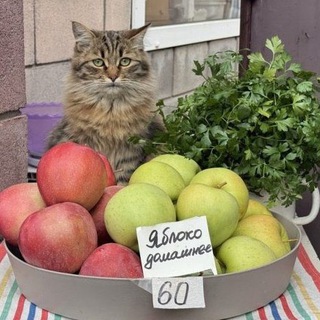 Логотип @smol_cats - крошки кошки