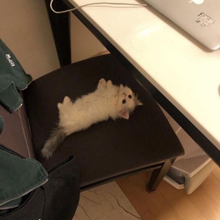 Логотип @smolkitties - Tiny kittens ₛₘₒₗposting