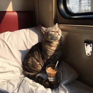 Логотип @smotritekotiki - Юмор|цитаты|красивые места|эстетика|смешные видео|психология|✨🔮