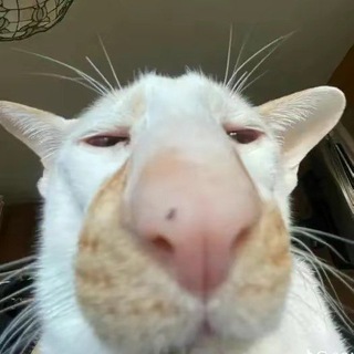 Логотип @smthgvideo - Что-то с чем-то