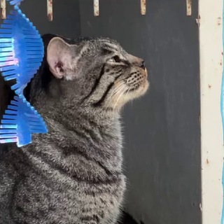 Логотип @smurfokotiki - Смурфокотики