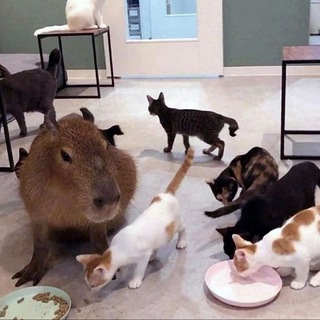 Логотип @smvetm - Аморальный Высер 🏴‍☠