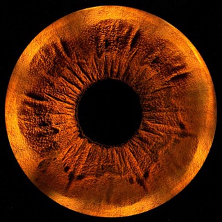 Логотип @sn1xxoff - sN1xx 🎧