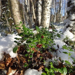 Логотип @snegbrusnika - Снежная брусника