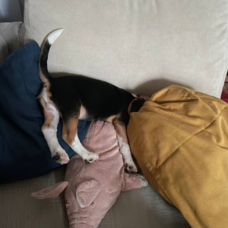 Логотип @snovaprivetol - Снова Привет, Оль