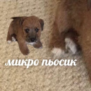 Логотип @sobachiliechat - Собачий Lie (комментарии)