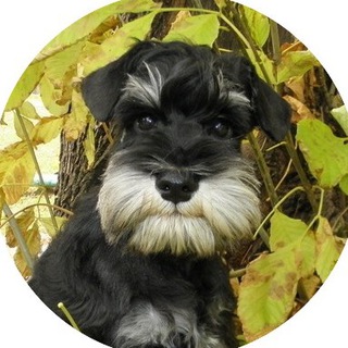 Логотип @sobachiy1 - 1-й Собачий!