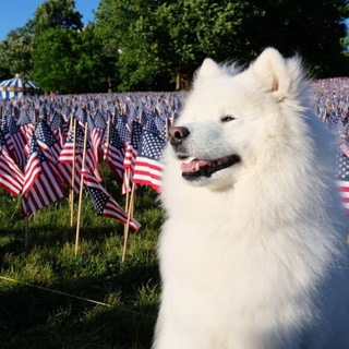 Логотип @sobachki - Собачки 🐶