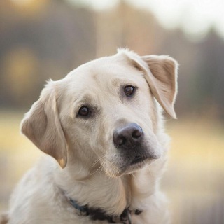 Логотип @sobachki1 - Собаки | Собачки