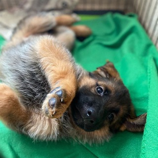 Логотип @sobaka_bobaka1 - Тут собаки