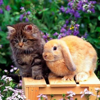 Логотип @sobaka_maks_zabota - Забота о Домашних Животных