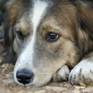 Логотип @sobakafond - Фонд помощи животным