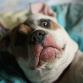 Логотип @sobakasho - Собака ШО