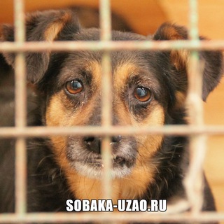 Логотип @sobakauzao - Приют Щербинка SOBAKAUZAO