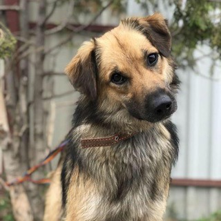 Логотип @sobaki_iz_priuta - СОБАКИ ИЗ ПРИЮТА