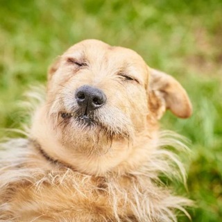 Логотип @sobaki_priuta_nekrasovka - sobaki_priuta_nekrasovka чат