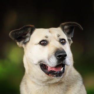 Логотип @sobakina_zhizn - SOBAKINAZHIZN ПРИЮТ НЕКРАСОВКА, МОСКВА