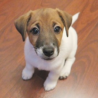 Логотип @sobakitashkenta - Только собаки Узбекистан🐶