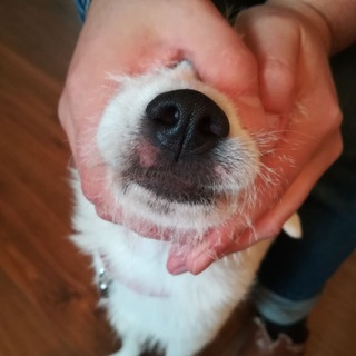 Логотип @sobakoid - Аморфная собакоидная масса