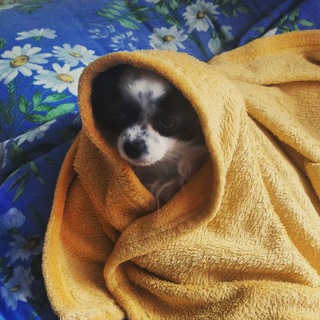 Логотип @sobiriskagav - Из жизни обычной тюменской Ириски