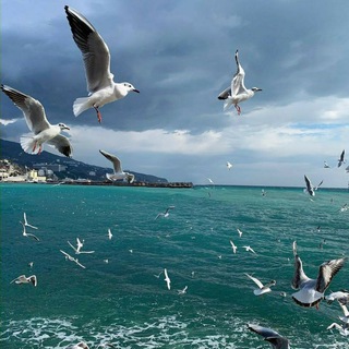 Логотип @sochi_adler_lazarevskoe - Сочи . Адлер . Лазаревское - это мы !!!!!!!!!