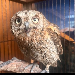 Логотип @sochigeograf - Сочинский географ