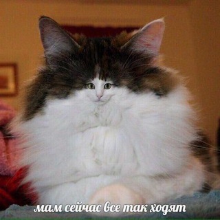 Логотип @socialbunny - socialbunny