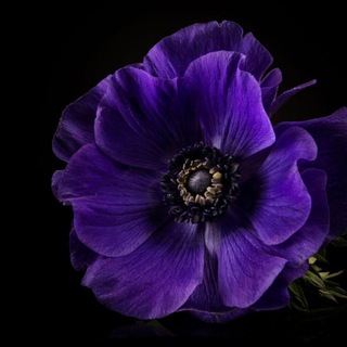 Логотип @sofi_yaalehina - Творчество Sofi_yaalehina