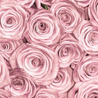 Логотип @softpr - Нежный Пиарщик